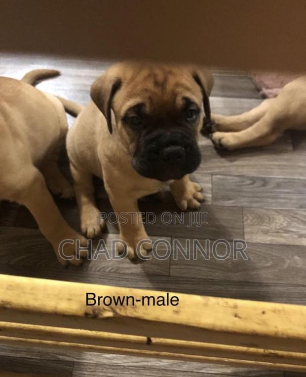 1-3 months Male Purebred Bullmastiff · Photo 1