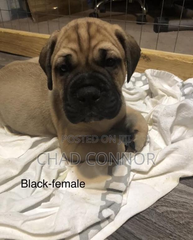 1-3 months Male Purebred Bullmastiff · Photo 4