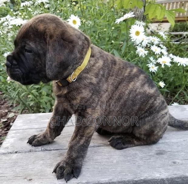 1-3 months Male Purebred Bullmastiff · Photo 5