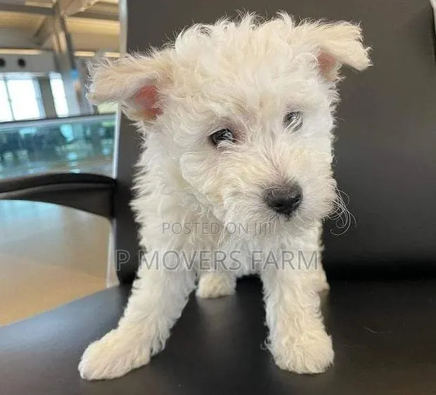 1-3 months Male Purebred Lhasa Apso · Photo 1