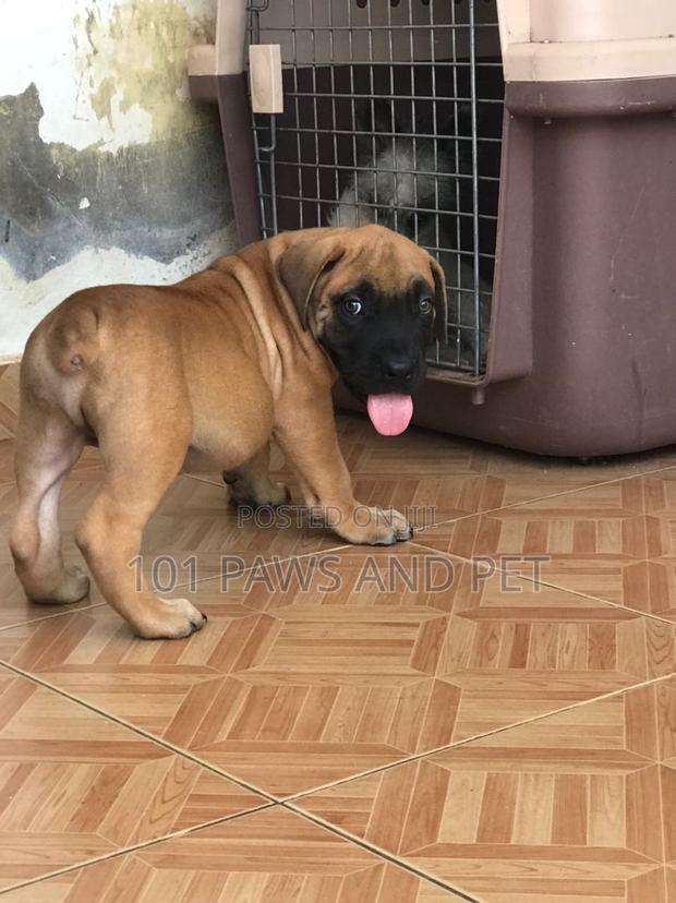 1-3 months Male Purebred Boerboel · Photo 1