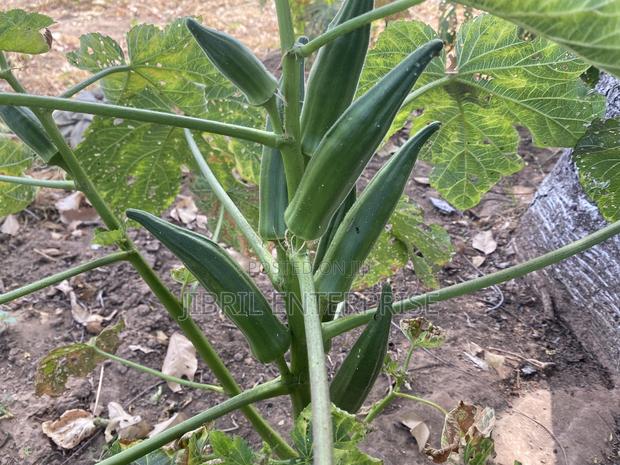 40 Days Certified Ladies Finger/Indiana Okro, Non Hybrid · Photo 1