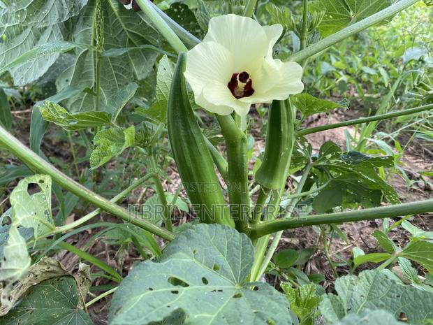 40 Days Certified Ladies Finger/Indiana Okro, Non Hybrid · Photo 2