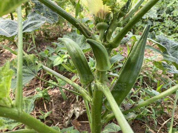 40 Days Certified Ladies Finger/Indiana Okro, Non Hybrid · Photo 3
