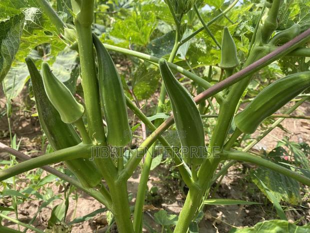 40 Days Certified Ladies Finger/Indiana Okro, Non Hybrid · Photo 4