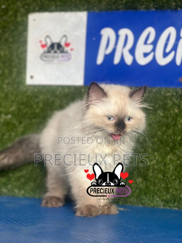 1-3 months Male Purebred Persian · Photo 1