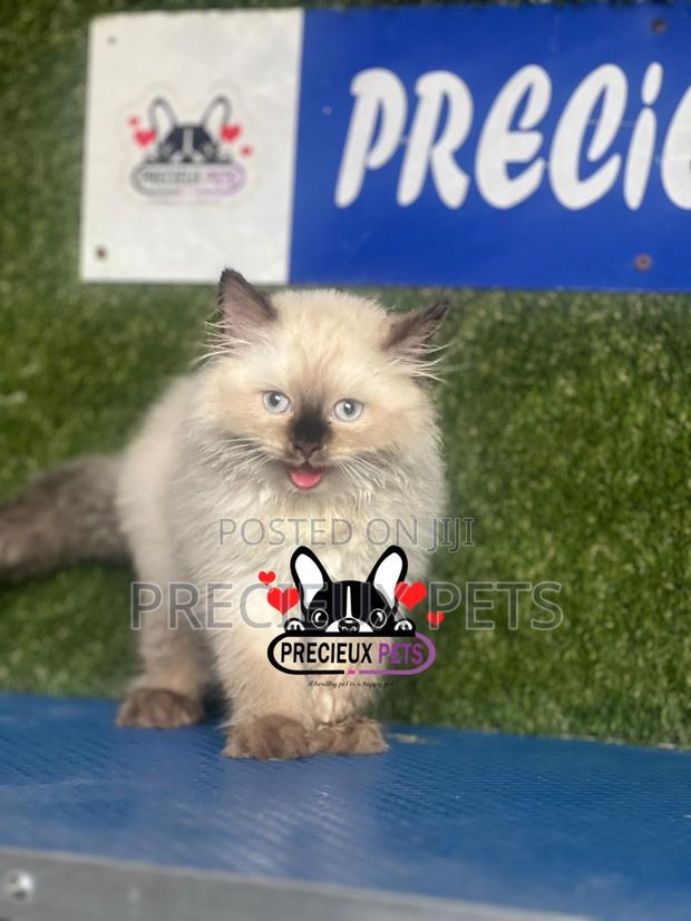 1-3 months Male Purebred Persian · Photo 3