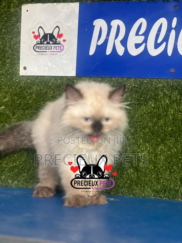 1-3 months Male Purebred Persian · Photo 2