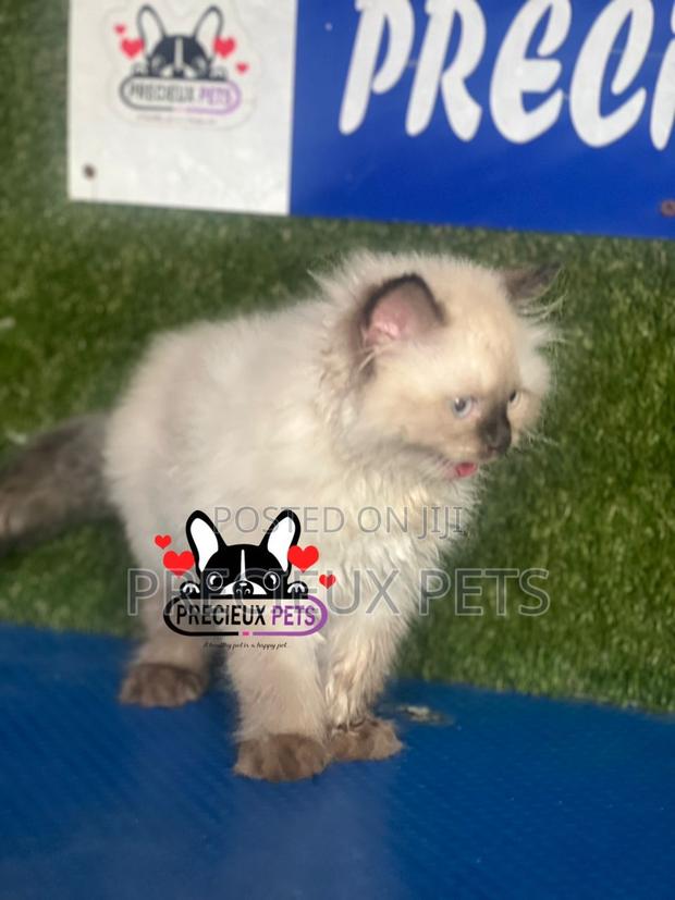 1-3 months Male Purebred Persian · Photo 5