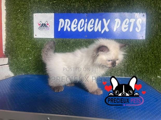 1-3 months Male Purebred Persian · Photo 4