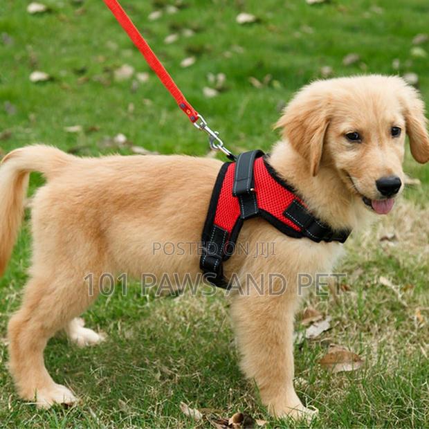 Dog Harness Medium · Photo 1