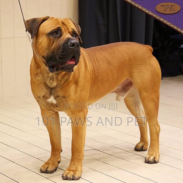 1+ year Male Purebred Boerboel · Photo 1