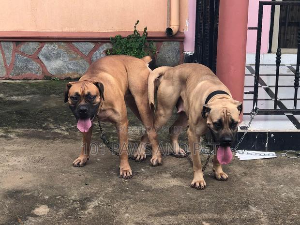 1+ year Male Purebred Boerboel · Photo 2