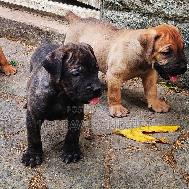 1-3 months Female Purebred Boerboel · Photo 1