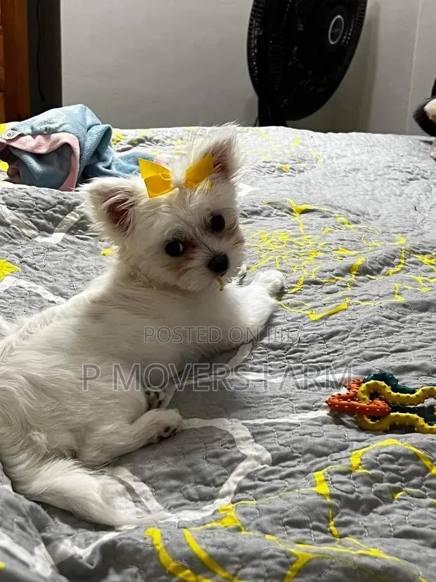 1-3 months Male Purebred Poodle · Photo 1