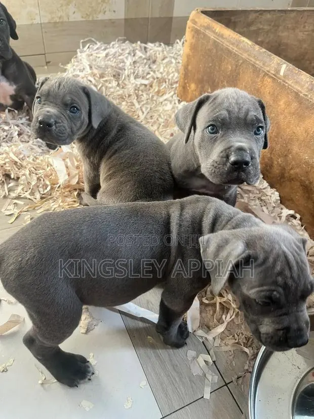 1-3 months Male Purebred Cane Corso · Photo 1
