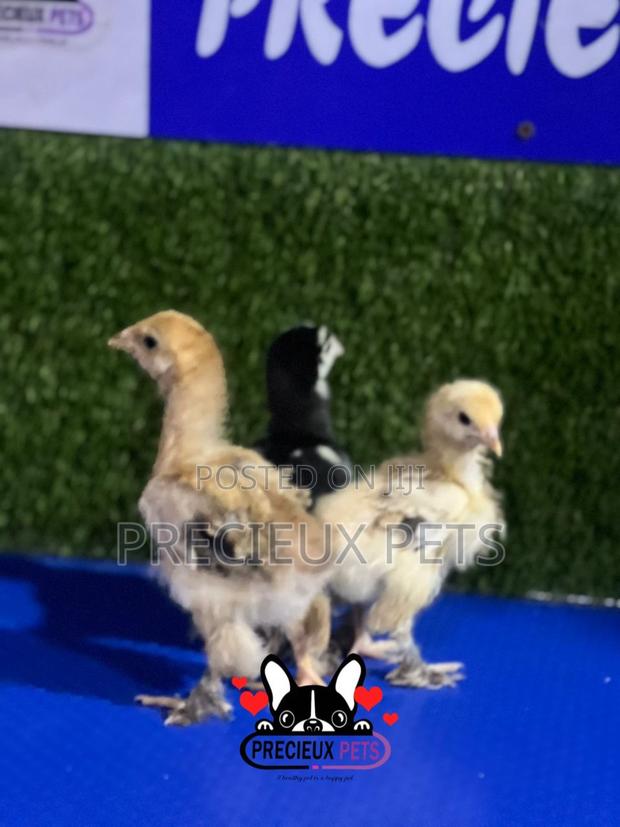2-3 Weeks Old BRAHMA CHICKEN (Chicks) · Photo 2
