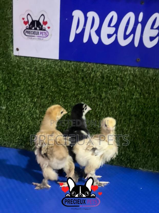 2-3 Weeks Old BRAHMA CHICKEN (Chicks) · Photo 4