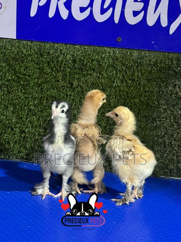 2-3 Weeks Old BRAHMA CHICKEN (Chicks) · Photo 1