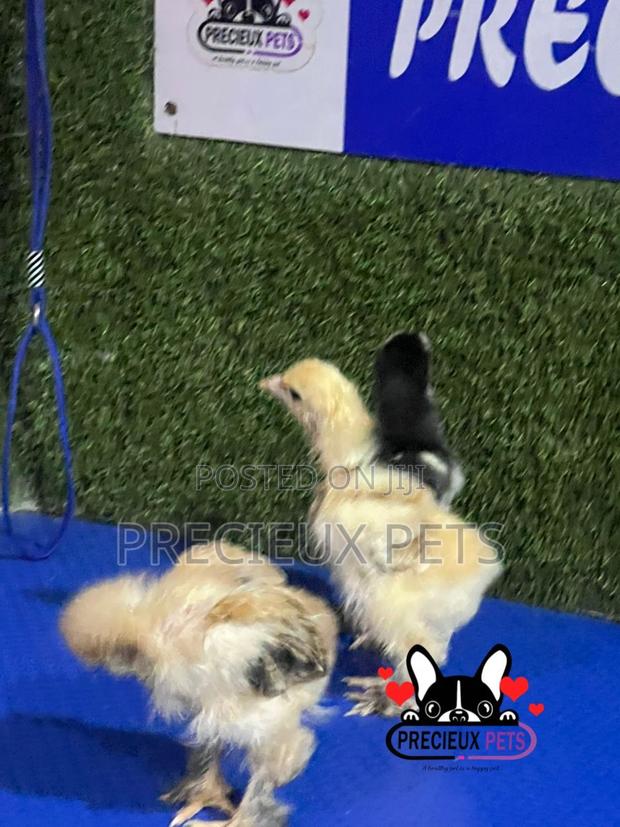 2-3 Weeks Old BRAHMA CHICKEN (Chicks) · Photo 3