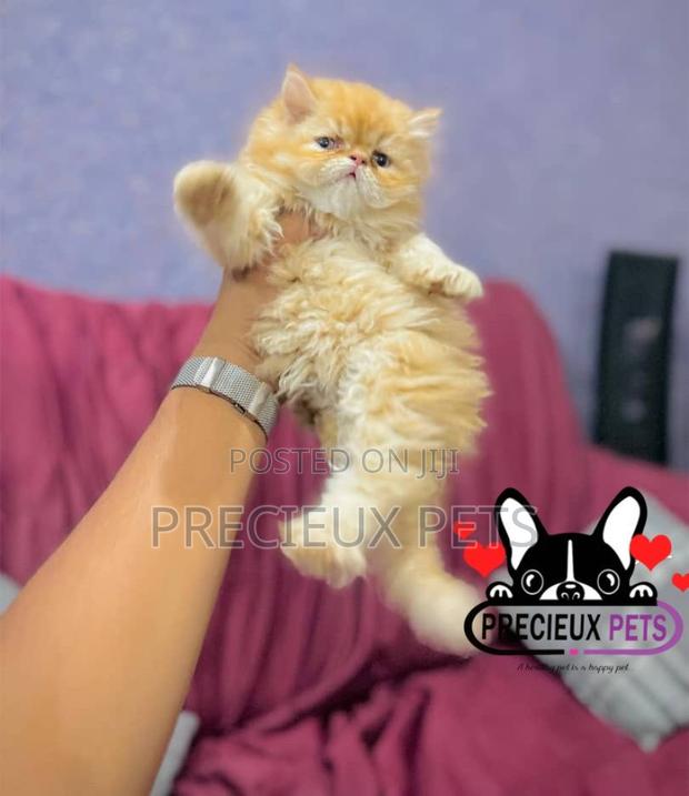 1-3 months Female Purebred Persian · Photo 1