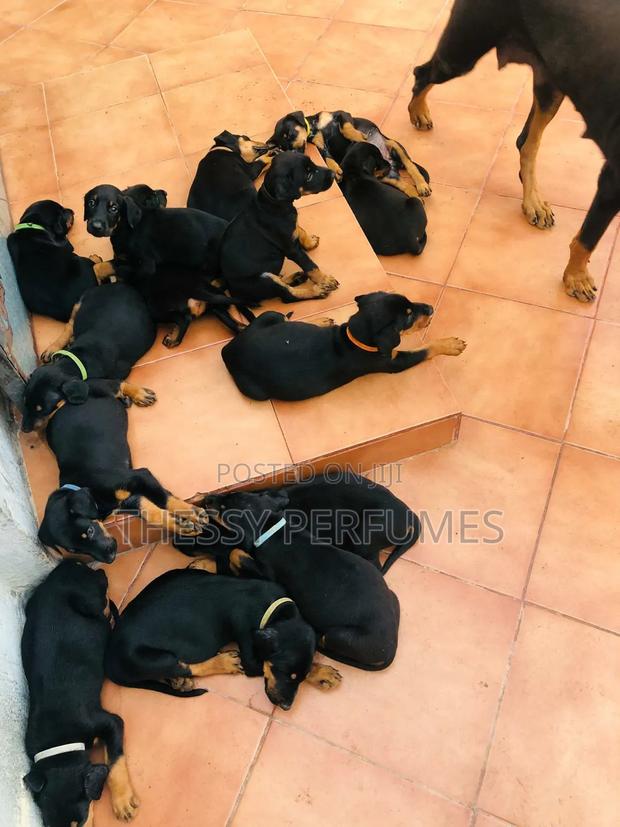 1-3 months Male Purebred Doberman Pinscher · Photo 2