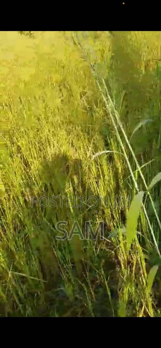Rice in One and a Half Acre for Sale · Photo 1