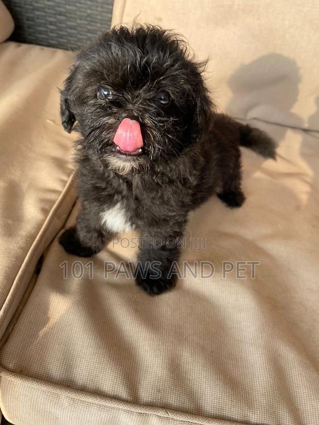1-3 months Male Purebred Poodle · Photo 3