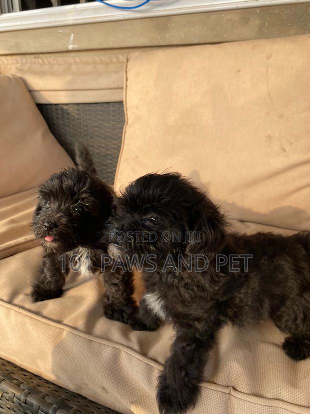 1-3 months Male Purebred Poodle · Photo 2