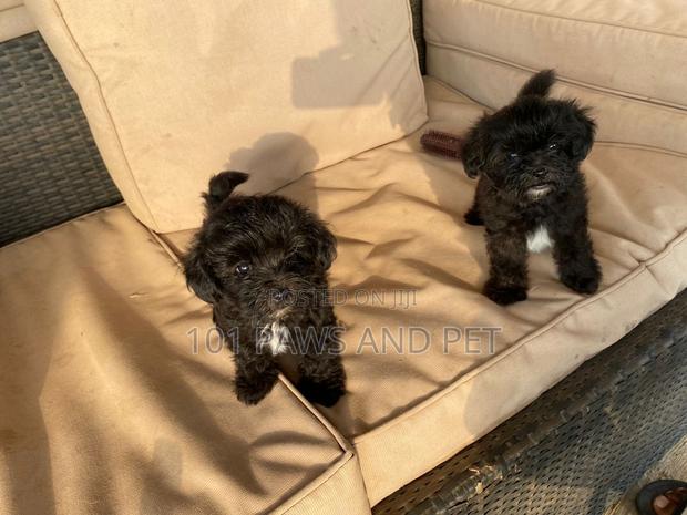 1-3 months Male Purebred Poodle · Photo 1