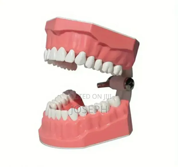 Dental Teeth Anatomy · Photo 1