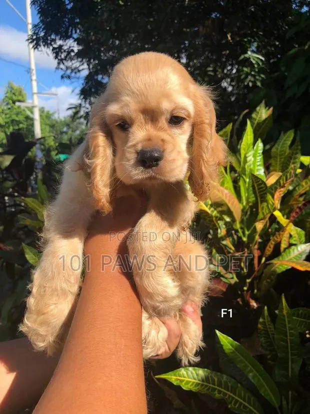 1-3 months Female Purebred Cocker Spaniel · Photo 1