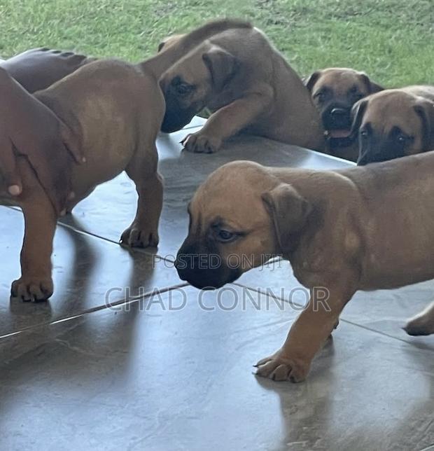 1-3 months Male Purebred Boerboel · Photo 1
