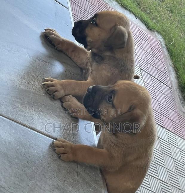 1-3 months Male Purebred Boerboel · Photo 2