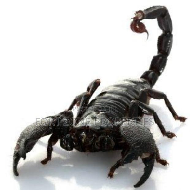Pest Remedy With Cleantex · Photo 1