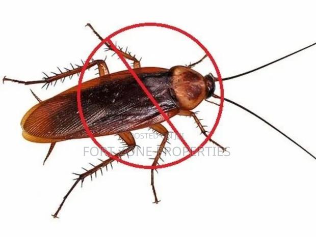 Pest Remedy With Cleantex · Photo 3