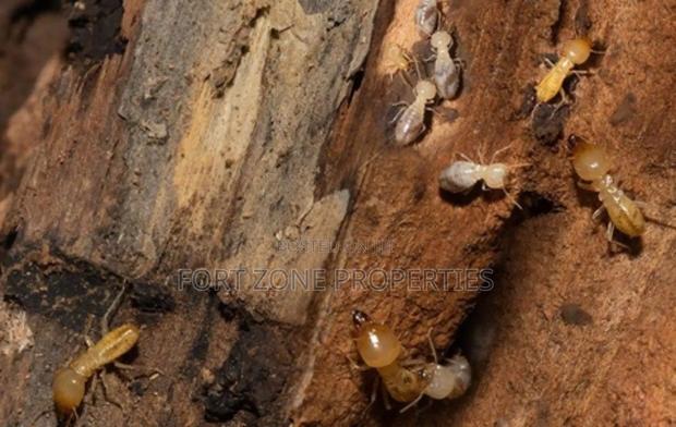 Eco Care Fumigation in Ghana · Photo 2