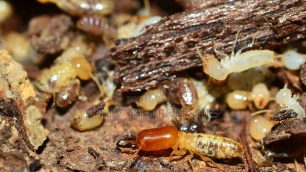 Eco Care Fumigation in Ghana · Photo 3