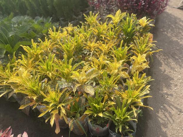 Varieties of Croton Available for Sale · Photo 1