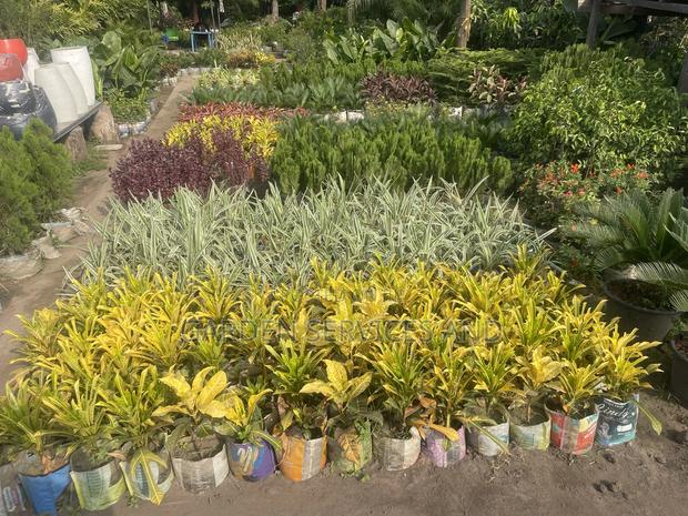 Varieties of Croton Available for Sale · Photo 2