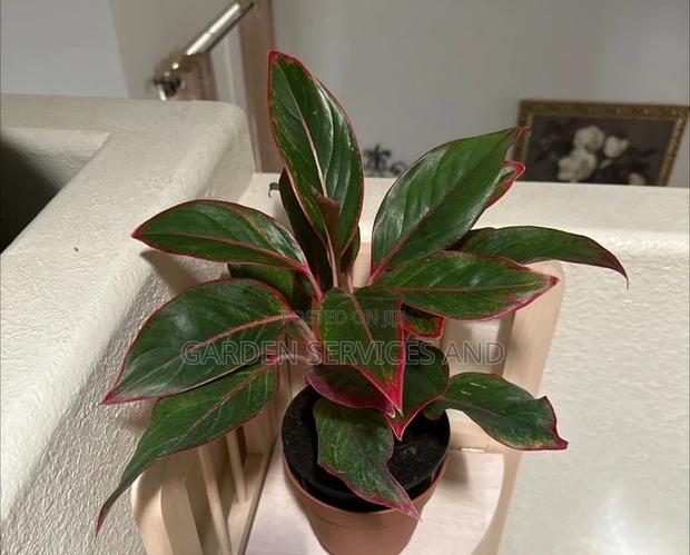 Aglaonema for Sale · Photo 2