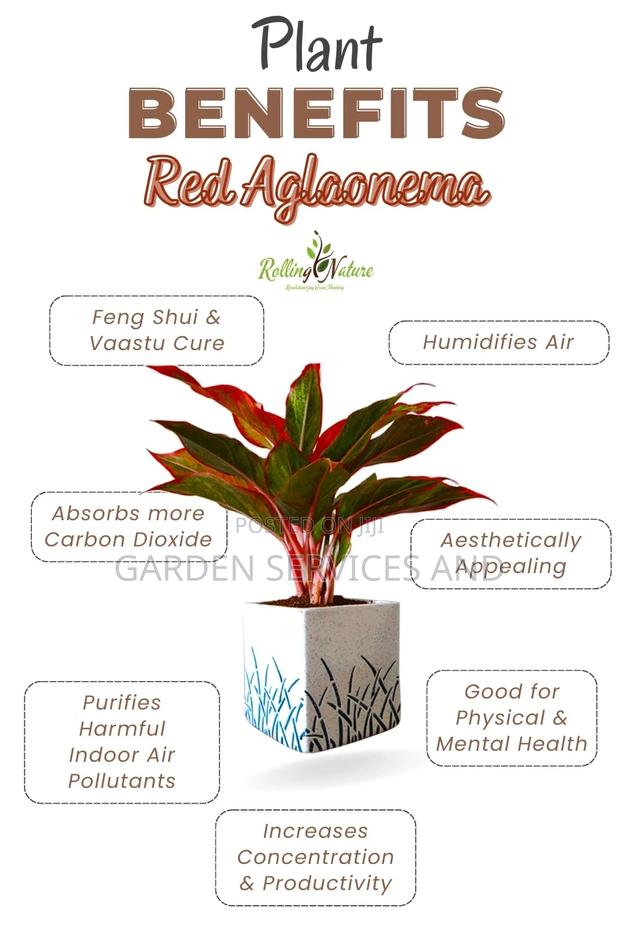 Aglaonema for Sale · Photo 1