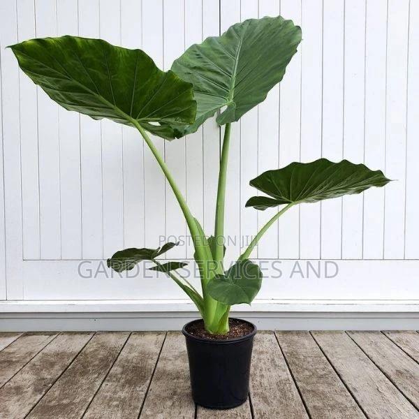 Elephant Ears for Sale · Photo 7