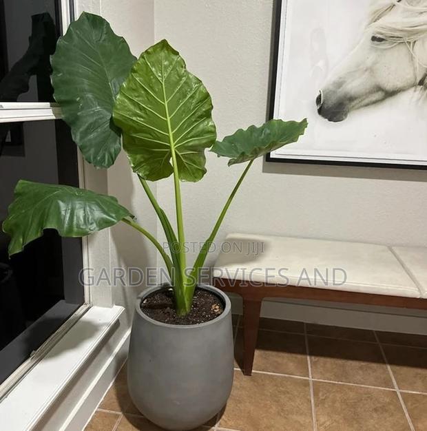 Elephant Ears for Sale · Photo 2