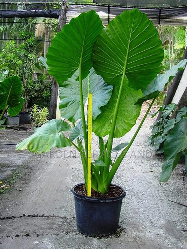 Elephant Ears for Sale · Photo 8