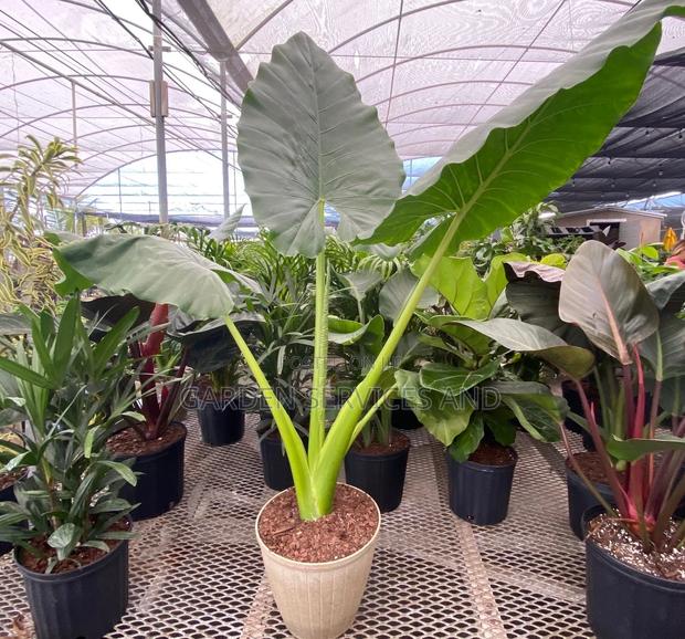 Elephant Ears for Sale · Photo 6