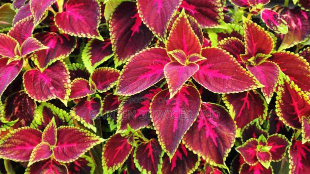 Coleus Plant · Photo 1