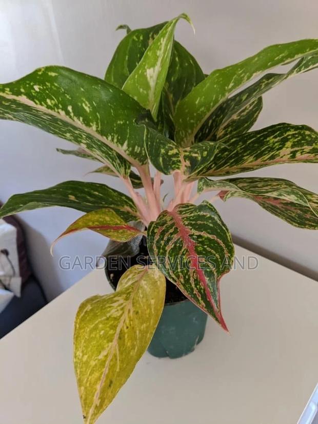 Aglaonema With Pot for Sale · Photo 3