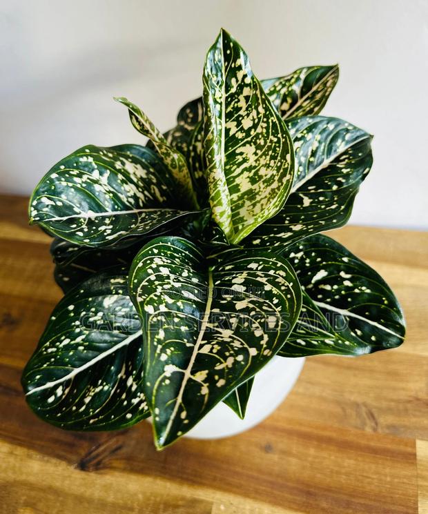 Aglaonema With Pot for Sale · Photo 1