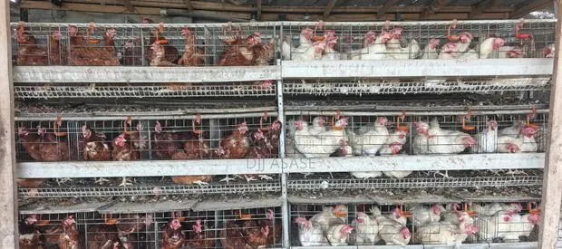 H- Type Battery Cages for Sale(3 Tiers) Contain 120 Capacity · Photo 1